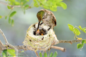 hummingbird-nest