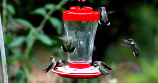 hummingbird feeder